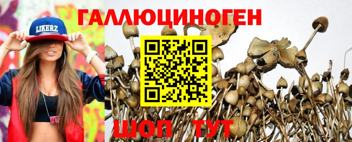 Галлюциногенные грибы Psilocybine cubensis  Вход с VPN  Тосно 